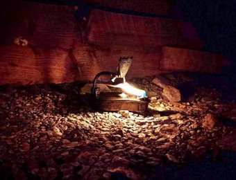 Leuchtende Froschlampe unter Tage 