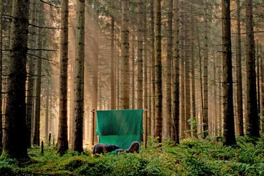 Blick auf Wildschwein-Attrappen im Wald