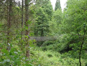 Hängebrücke im Wald