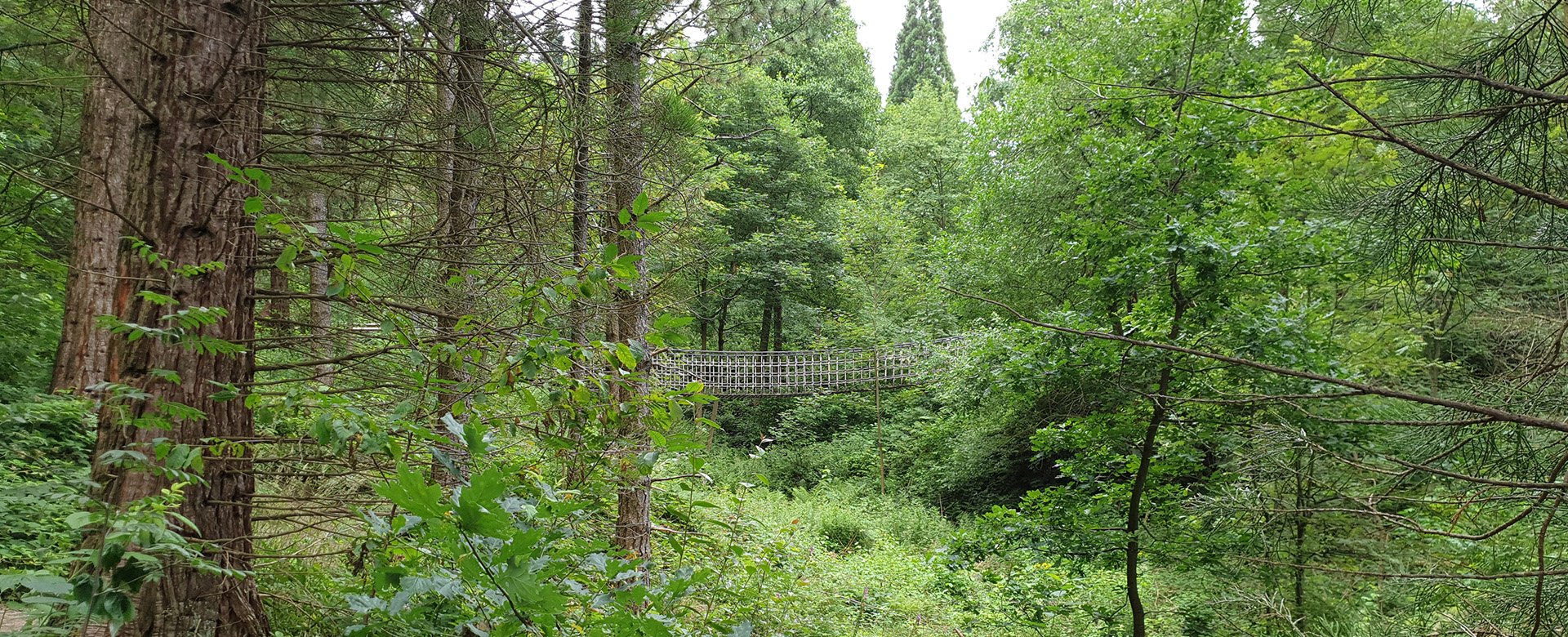 Hängebrücke im Wald