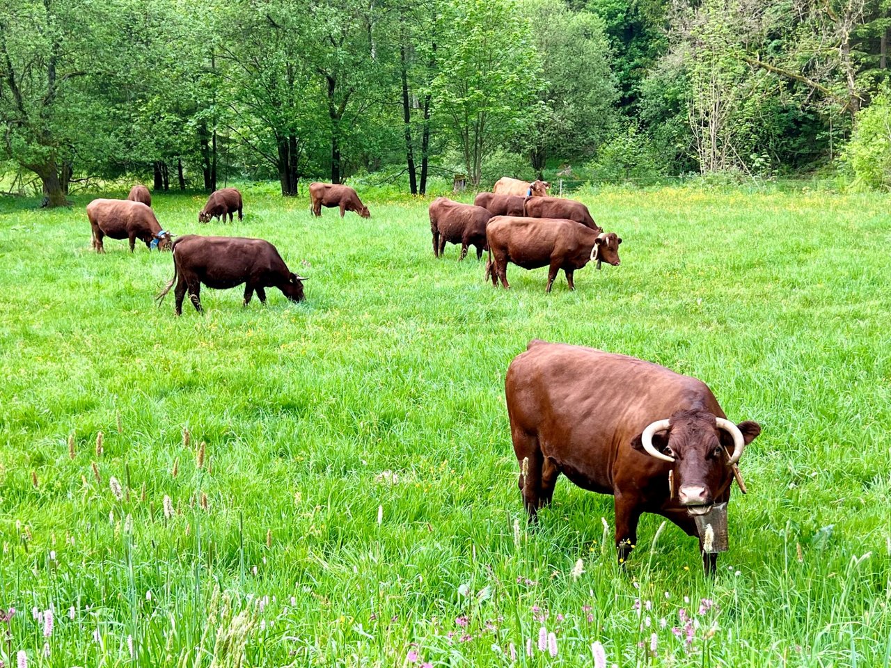Kühe stehen auf der grünen Wiese