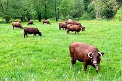 Kühe stehen auf der grünen Wiese