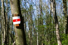 Karstwanderweg Oberharz Wald wandern