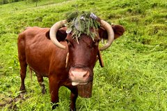 Geschmückte Kuh auf der Weide 
