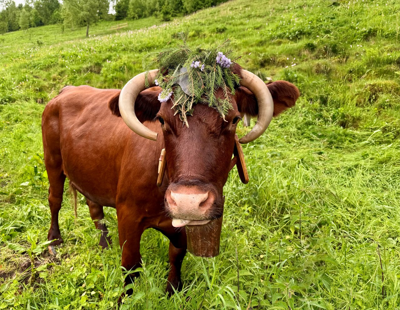 Geschmückte Kuh auf der Weide 