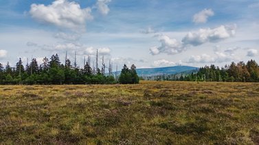 Blick über Torfhausmoor zum Brocken