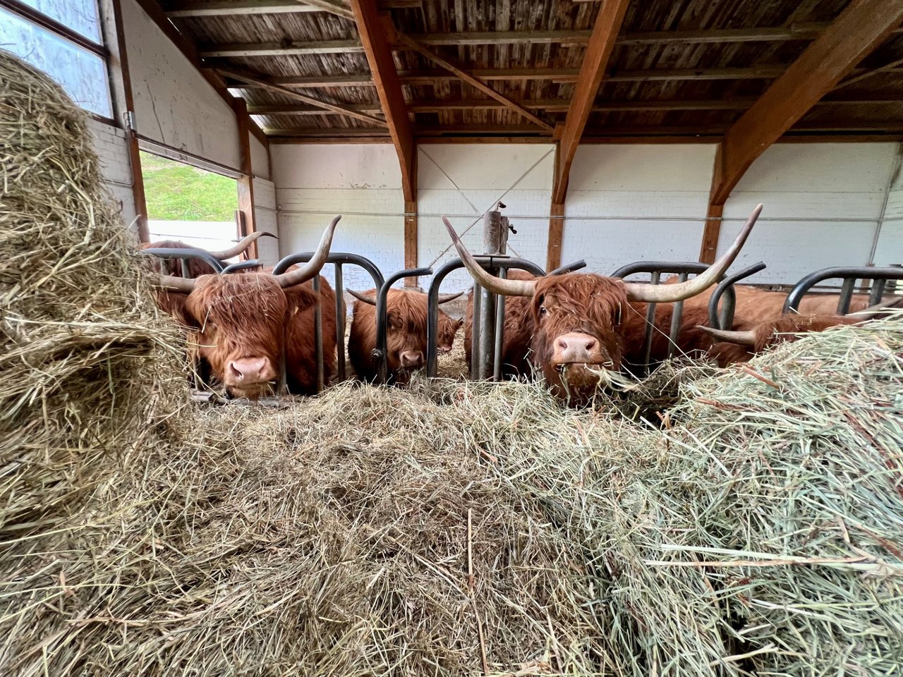 Blick in den Stall mit Kühen