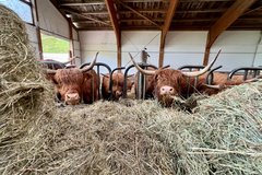 Blick in den Stall mit Kühen
