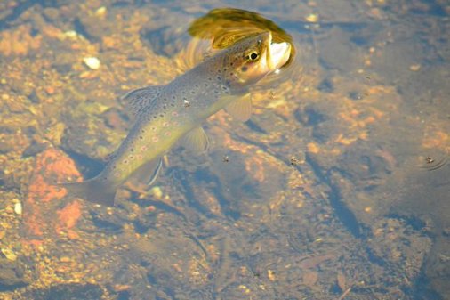 Foto einer Bachforelle welche gerade an der Wasseroberfläche heraus schaut
