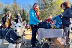 Anmeldung der Teilnehmer. Hund schaut in die Kamera 