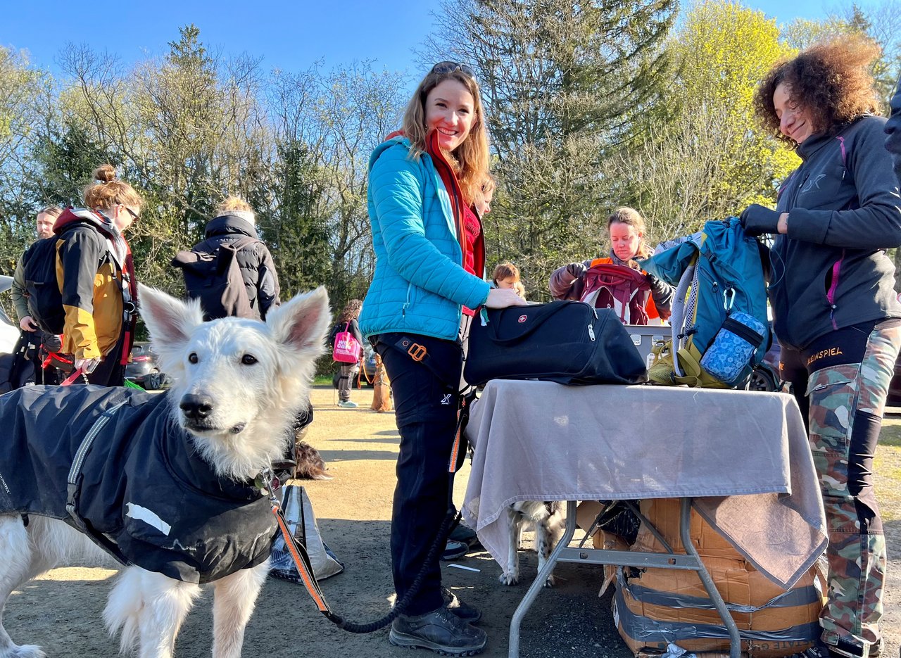 Anmeldung der Teilnehmer. Hund schaut in die Kamera 