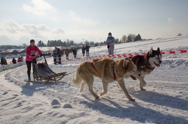 Hunde ziehen Musher auf Schlitten durch den Schnee 