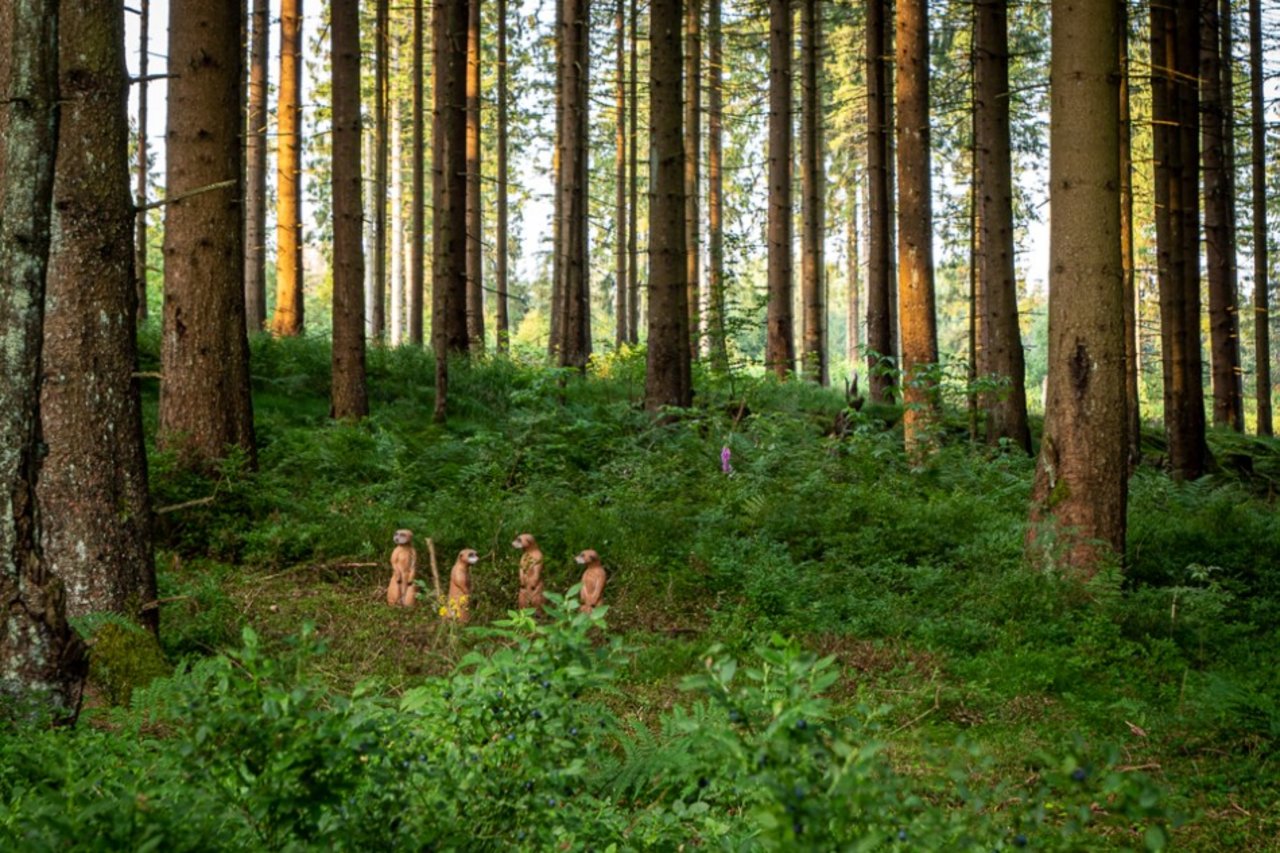 Bogensport Parcours Clausthal-Zellerfeld Oberharz
