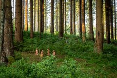 Bogensport Parcours Clausthal-Zellerfeld Oberharz