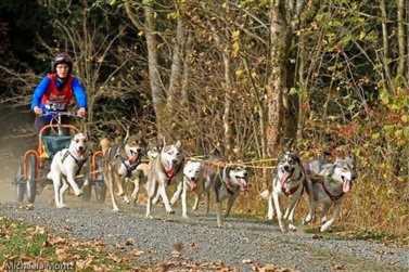 Schlittenhunde ziehen Musher auf Wagen 