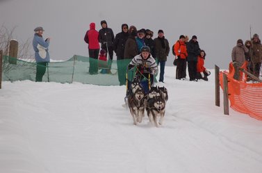 Hunde ziehen Musher auf Schlitten durch den Schnee 