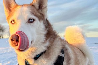 Hund schaut in die Kamera und schlecht sich das Maul