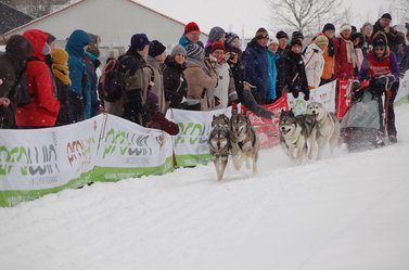 Hunde ziehen Musher auf Schlitten durch den Schnee 