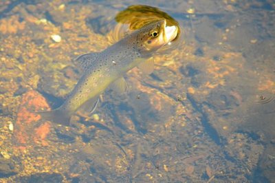 Foto einer Bachforelle welche gerade an der Wasseroberfläche heraus schaut