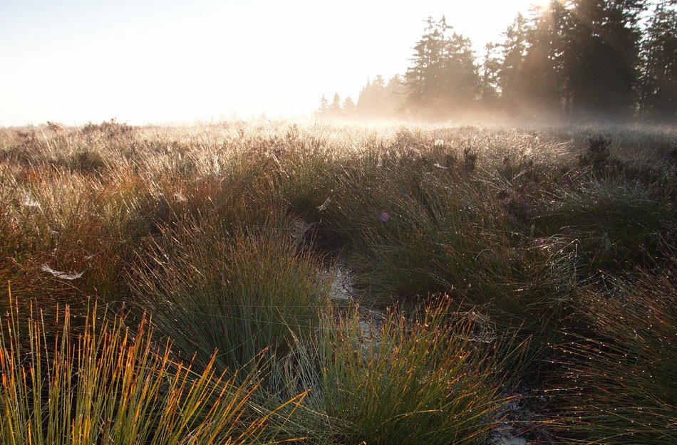 Moor Oberharz
