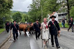 Kühe werden durch den Ort getrieben