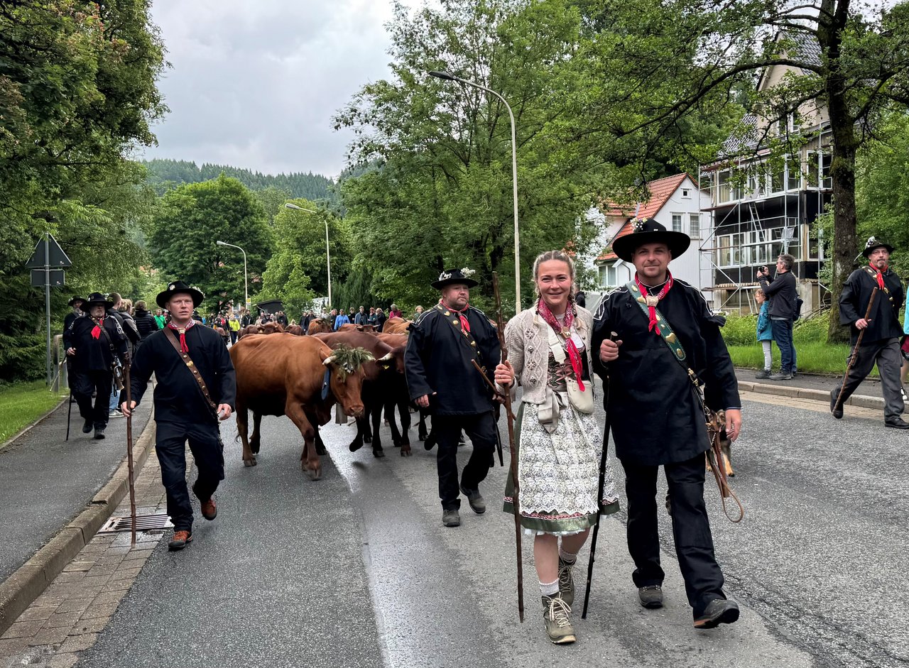 Kühe werden durch den Ort getrieben