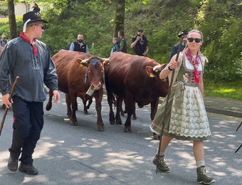Viehaustrieb durch Wildemann 