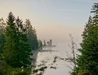 Moorgebiet mit verschiedenen Nadelbäumen und Moorwasser auf Torfhaus