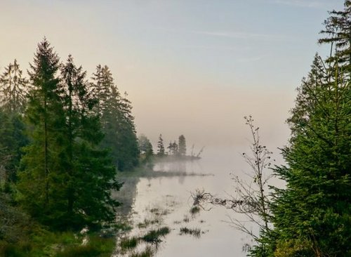Moorgebiet mit verschiedenen Nadelbäumen und Moorwasser auf Torfhaus