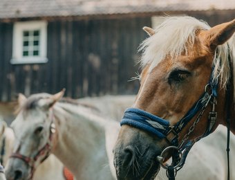 mehrere Pferde in Nahaufnahme