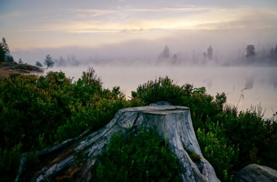 Abgesägter Baumstumpf am Okerteich im Nebel