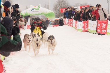 Hunde ziehen Musher auf Schlitten durch den Schnee 