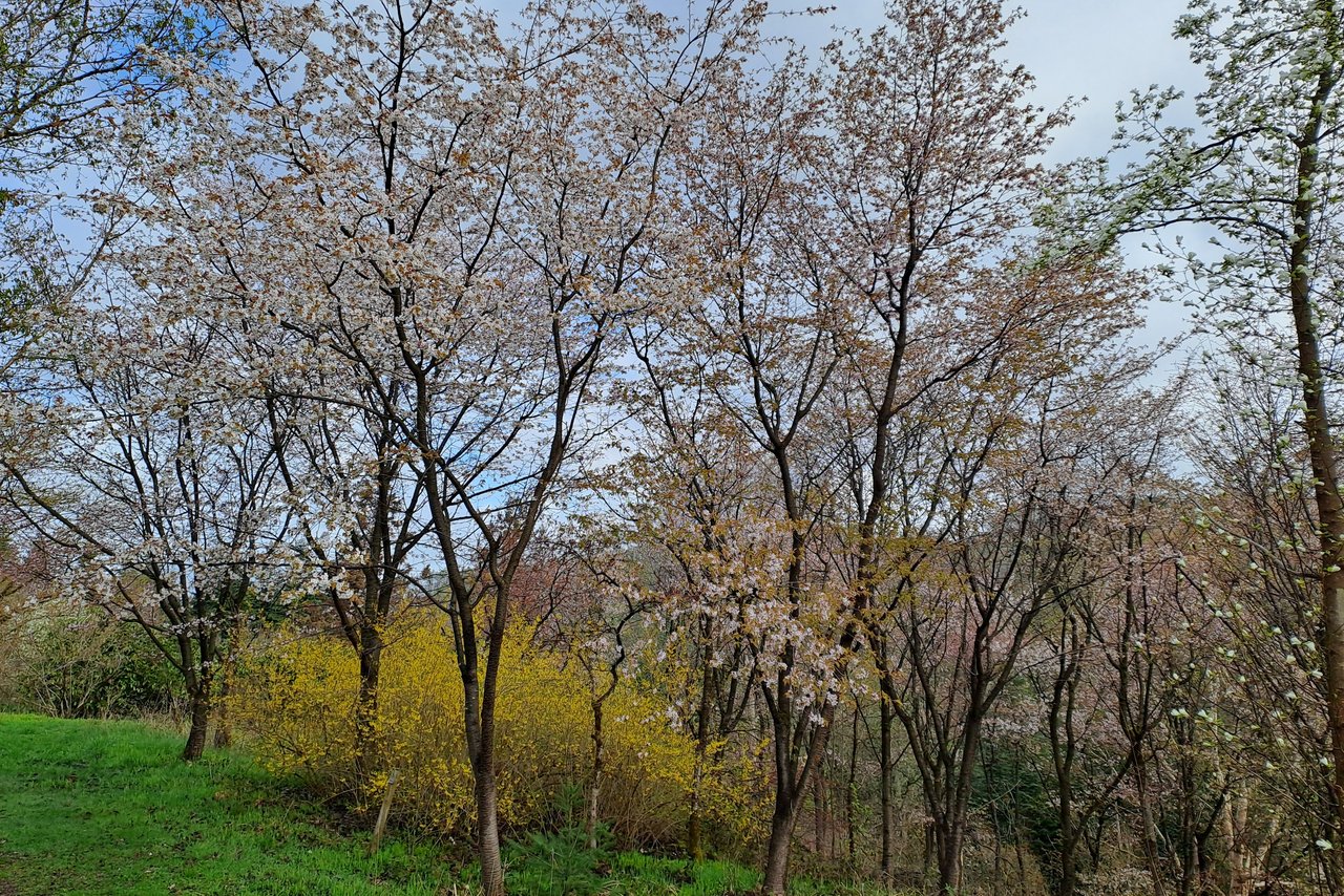 schöne Kirschblütenbäume auf dem Blütenweg