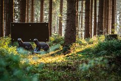 Bogensport Parcours Clausthal-Zellerfeld Oberharz