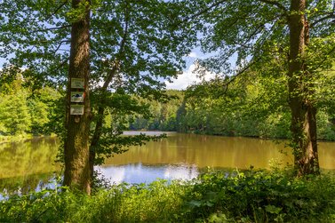 Teich im Sommer 