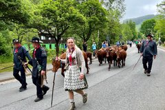Kuhhirten begleiten den Viehaustrieb