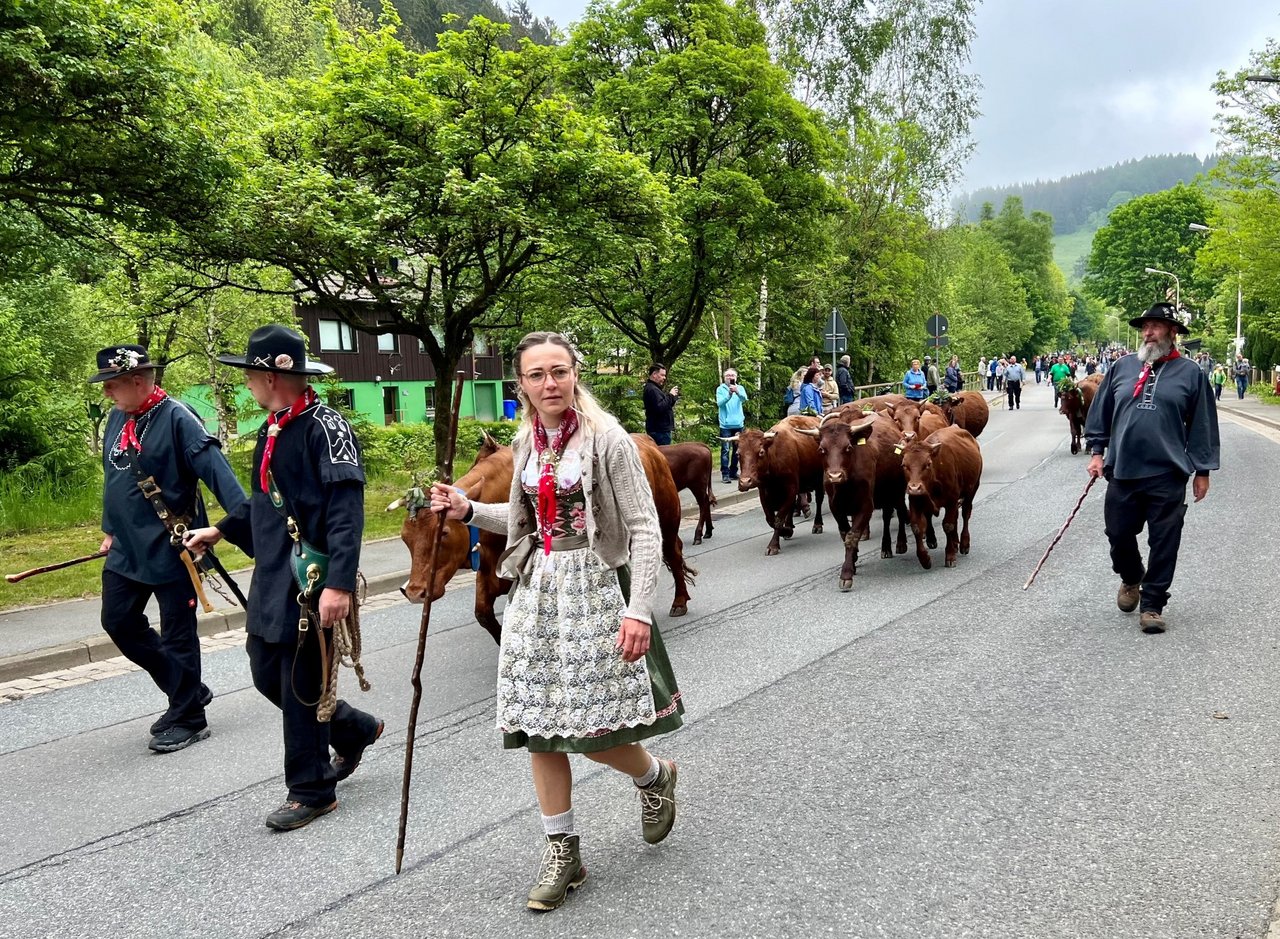 Kuhhirten begleiten den Viehaustrieb
