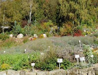 verschiedene Pflanzen und Kräuter in einem Steingarten im Kräuterpark Altenau