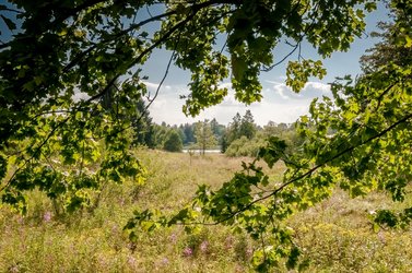 Blick über Wiese zum Teich