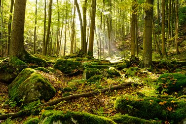 moosiger Waldboden mit vielen Bäumen im Hintergrund