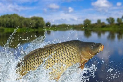 Karpfen springt aus dem Wasser