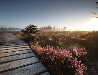 Torfhausmoor mit Steg bei Sonnenaufgang 