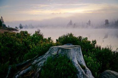 Abgesägter Baumstumpf am Okerteich im Nebel