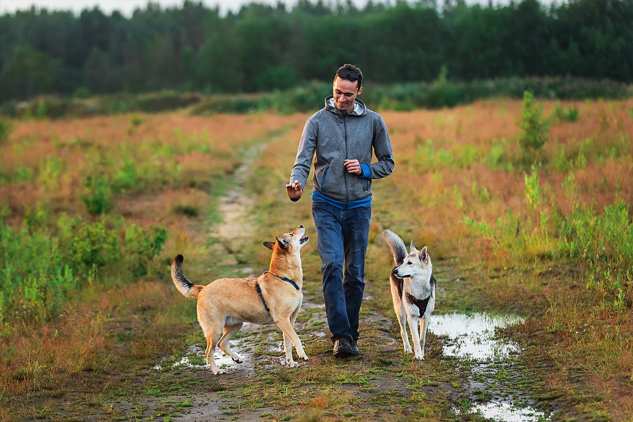 Mann mit zwei Hunden geht durch ein flaches Grasgebiet spazieren