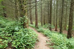 klarer Wanderweg zwischen vielen grünen Pflanzen